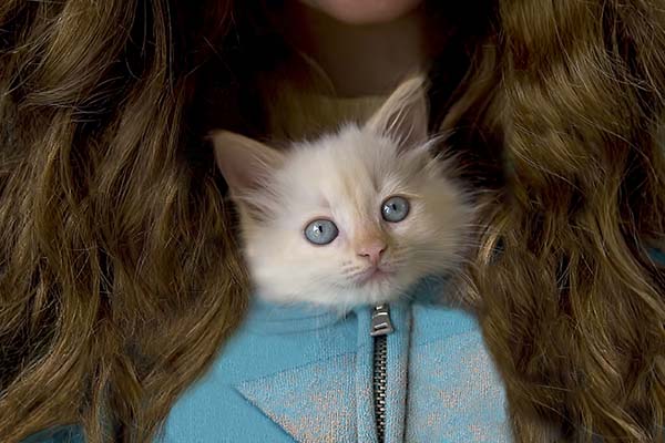 Chaton (iStock)